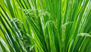reed dietary supplement product